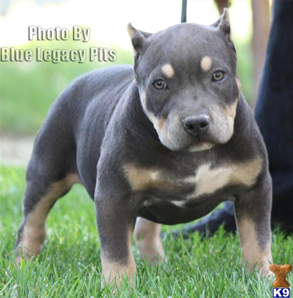 HERSHEY....SOLD....SOLD...WWW.BLUELEGACYPITS.COM